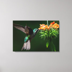 A White-throated Mountain-gem Savours Nectar Canvas Print