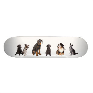 a whole lot of dogs skateboard