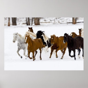 A winter scenic of running horses on The Poster