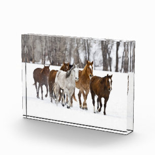 A Winter Scenic of Running Horses Photo Block