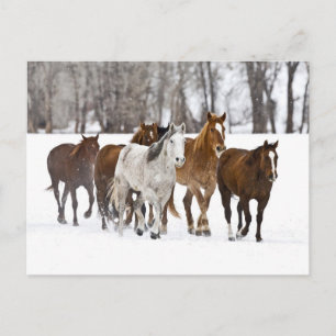 A Winter Scenic of Running Horses Postcard