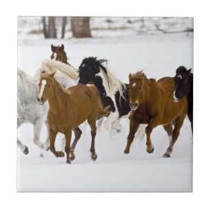 A winter scenic of running horses tile