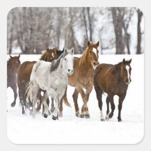 A winter scenic of running square sticker