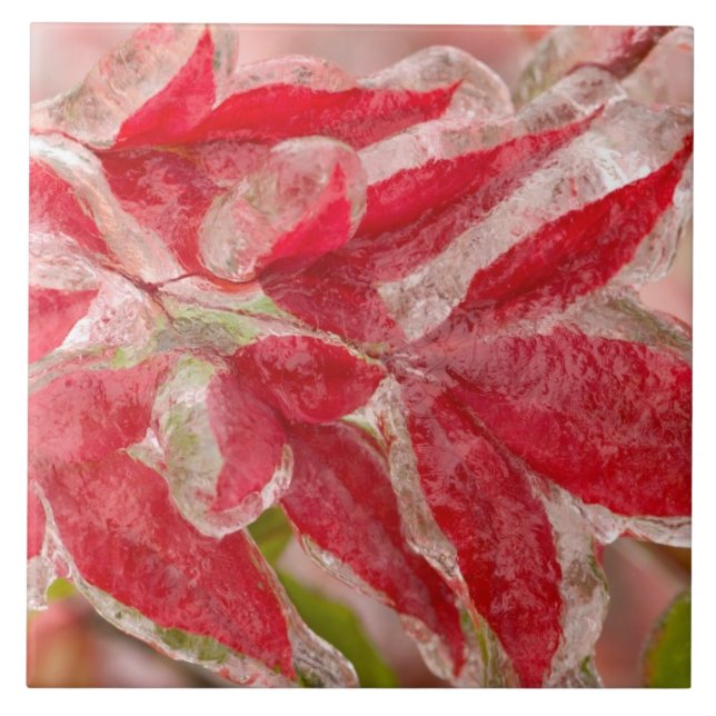 A winters ice storm covering the leaves of tile (Front)