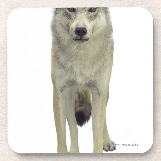 A wolf coaster (Front)