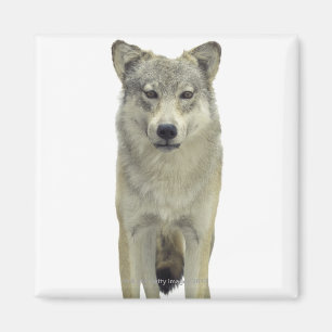 A wolf magnet