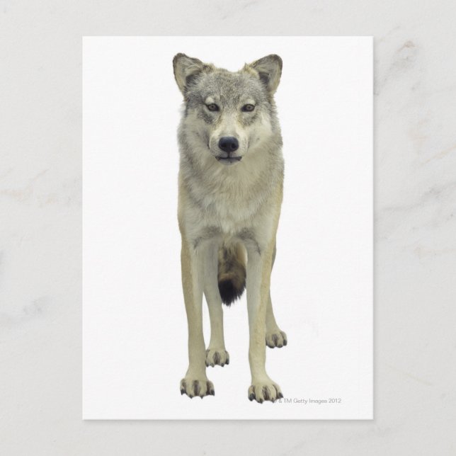 A wolf postcard (Front)