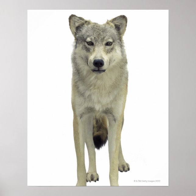 A wolf poster (Front)
