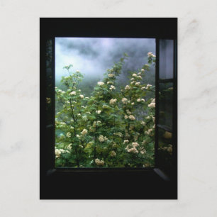 A WOMAN IN LOVE POSTCARD