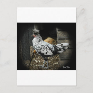 a wonderful design of a beautiful exotic bird postcard