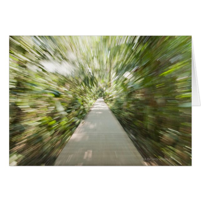 A wooden path through the rainforest in warped (Front Horizontal)