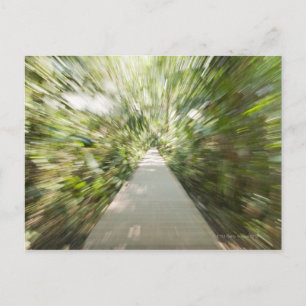 A wooden path through the rainforest in warped postcard