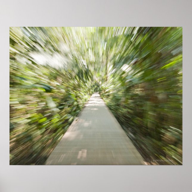 A wooden path through the rainforest in warped poster (Front)
