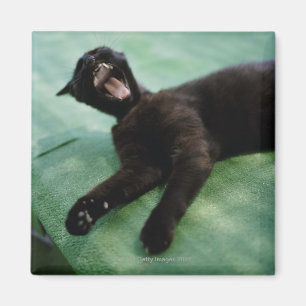A yawning cat. magnet