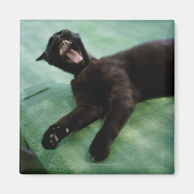 A yawning cat. magnet (Front)