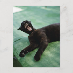A yawning cat. postcard