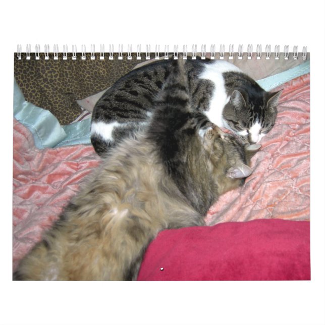 A year of kitty cats (US edition) Calendar (Cover)
