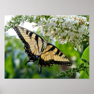 A yellow butterfly poster
