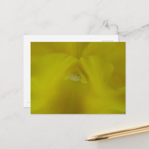 a yellow Cattleya orchid flower Postcard