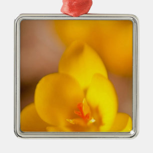 A yellow crocus blooms in Portsmouth, New Metal Tree Decoration