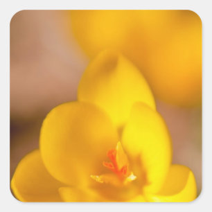 A yellow crocus blooms in Portsmouth, New Square Sticker