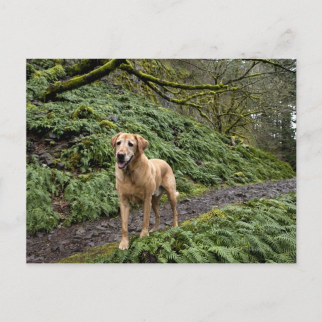 A yellow lab waiting on a trail for several postcard (Front)