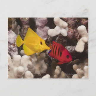 A Yellow Tang Postcard