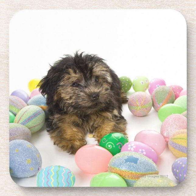 A Yorkie-poo puppy and Easter eggs. Coaster (Front)