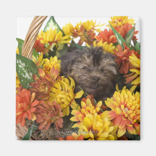 A Yorkie-Poo puppy in a basket of artificial Magnet