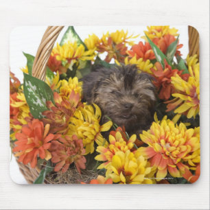 A Yorkie-Poo puppy in a basket of artificial Mouse Pad