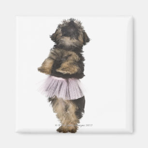 A Yorkie-poo puppy in a tutu on her hind legs. Magnet