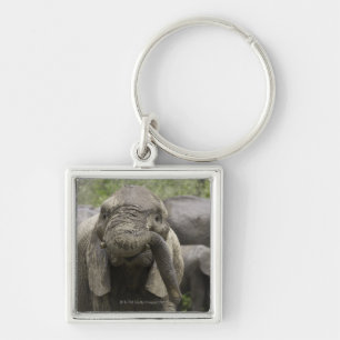 A young African elephant (Loxodonta africana) Key Ring