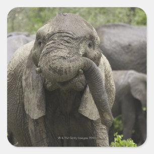 A young African elephant (Loxodonta africana) Square Sticker