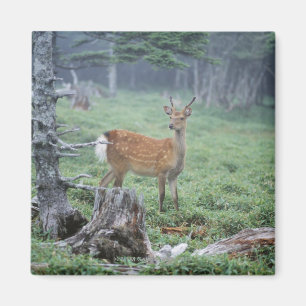 A young deer in a forest clearing magnet