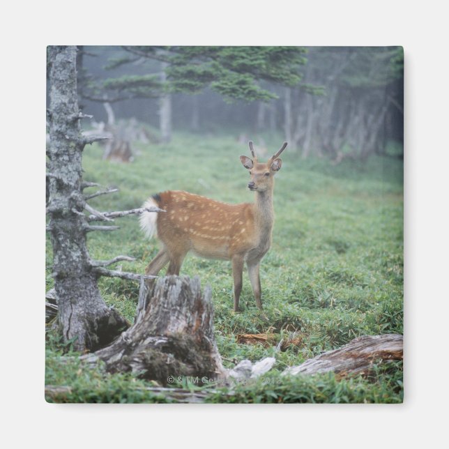 A young deer in a forest clearing magnet (Front)