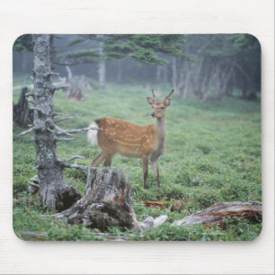 A young deer in a forest clearing mouse pad