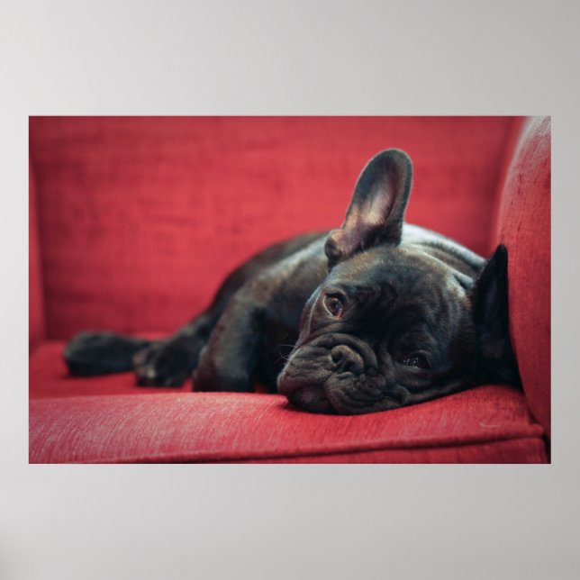 A Young French Bulldog Lying On A Couch Poster (Front)