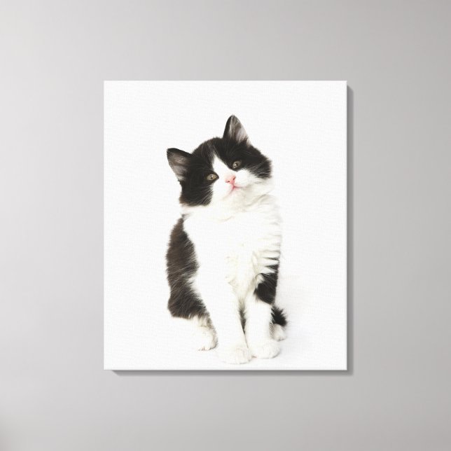 A young kitten sitting looking into the camera. canvas print (Front)