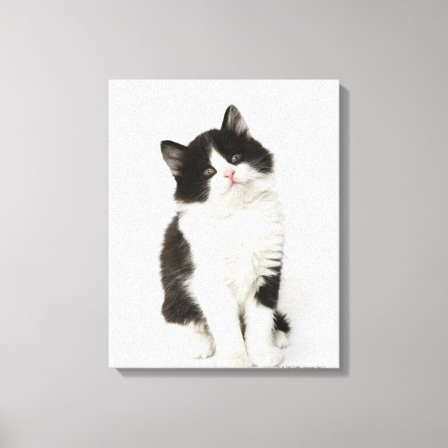 A young kitten sitting looking into the camera. canvas print (Front)