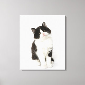 A young kitten sitting looking into the camera. canvas print