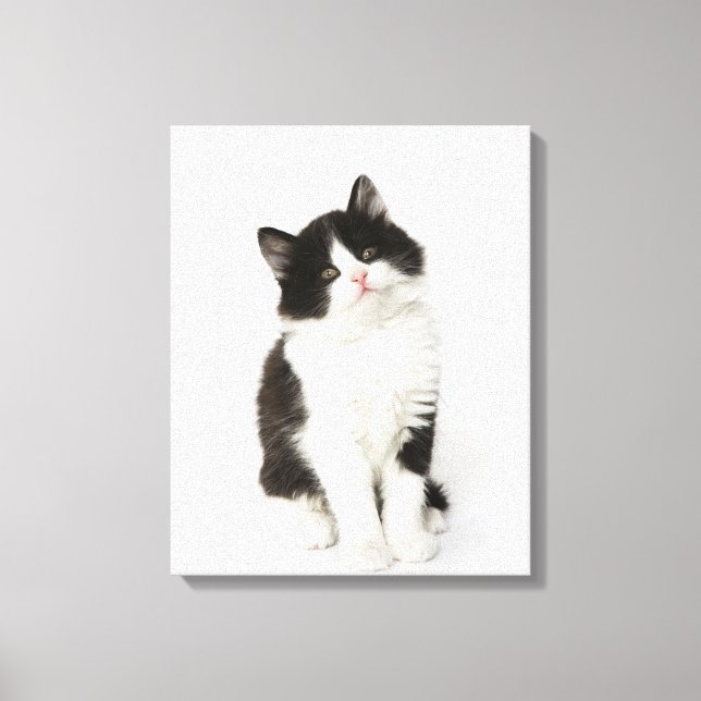 A young kitten sitting looking into the camera canvas print (Front)