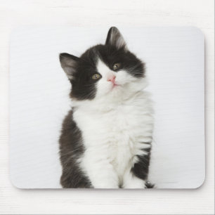 A young kitten sitting looking into the camera. mouse pad