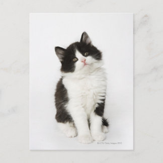 A young kitten sitting looking into the camera. postcard