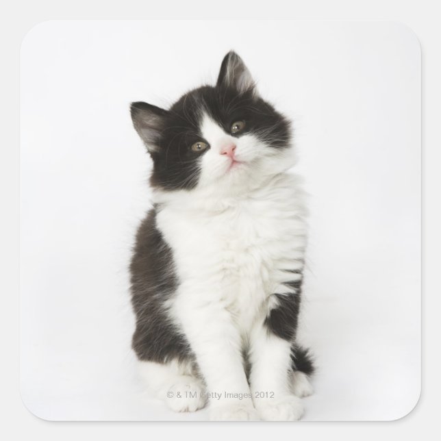 A young kitten sitting looking into the camera square sticker (Front)