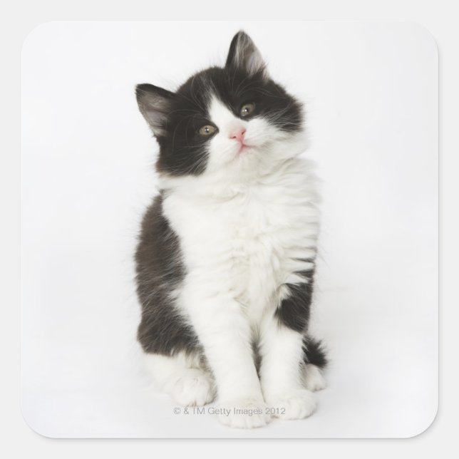 A young kitten sitting looking into the camera. square sticker (Front)