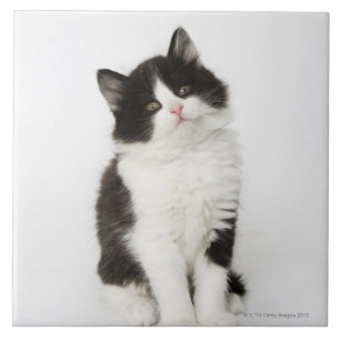 A young kitten sitting looking into the camera tile