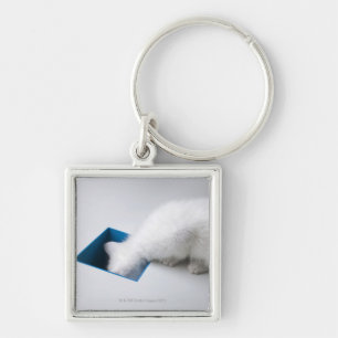 A Young Kitten Stretches His Head Down a Square Key Ring