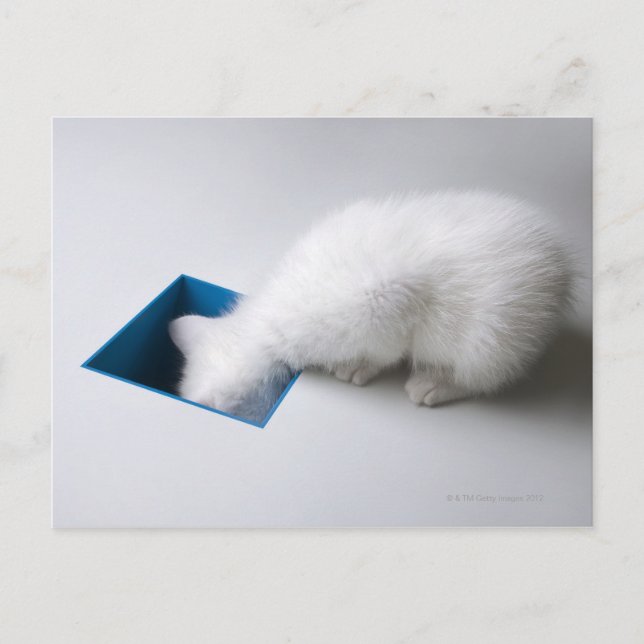 A Young Kitten Stretches His Head Down a Square Postcard (Front)