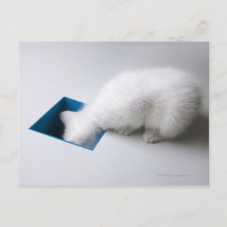 A Young Kitten Stretches His Head Down a Square Postcard