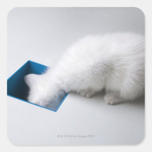 A Young Kitten Stretches His Head Down a Square Sticker